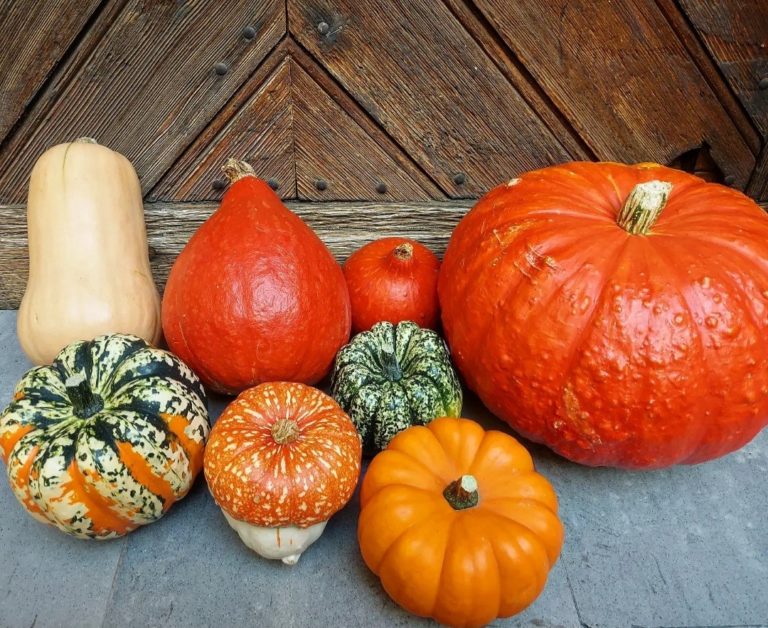 Courge