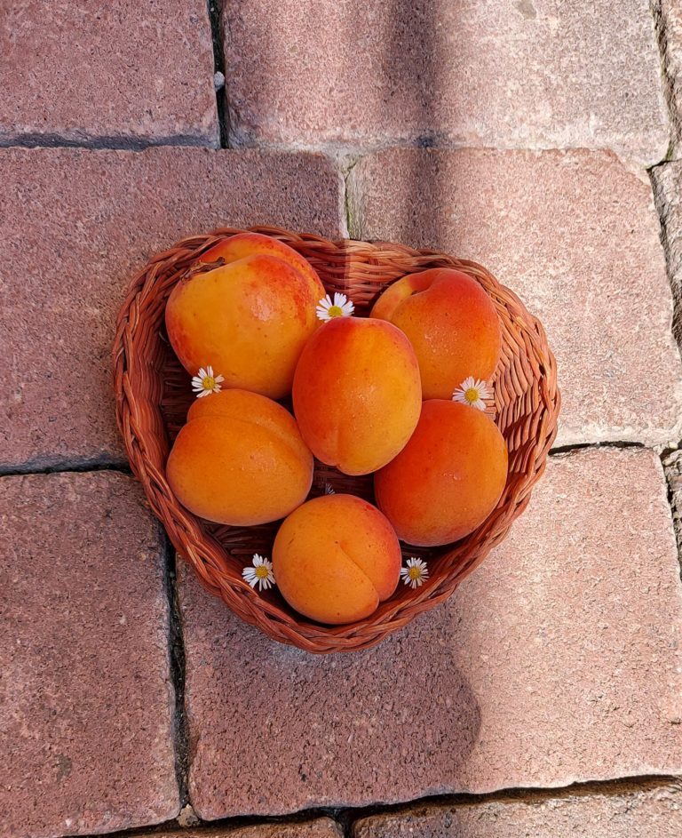Abricots de Cheseaux-Noréaz